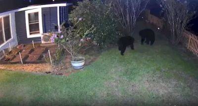 Медвежья драка: два огромных хищника дерутся на заднем дворе Флориды - porosenka.net - штат Флорида