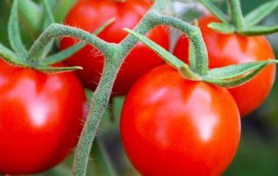 Почервоніють прямо на очах: 4 дії, які значно прискорять дозрівання томатів (ВІДЕО) - hochu.ua