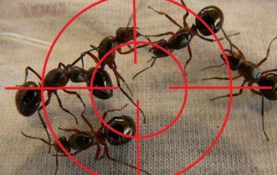 Мурах ви більше не побачите: як прогнати надокучливих комах зі своєї ділянки та дому (ВІДЕО) - hochu.ua