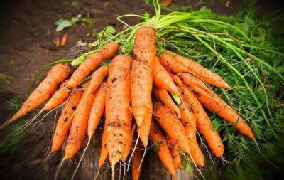 Чому тріскається морква: можливі причини та як запобігти - hochu.ua
