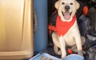 Пухнасті туристи: ТОП-3 породи собак, яким буде цікаво подорожувати разом з вами - hochu.ua