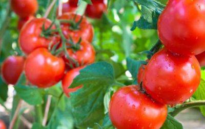 Просто посипте цим землю: одне копійчане підживлення змусить томати дати щедрий урожай - hochu.ua