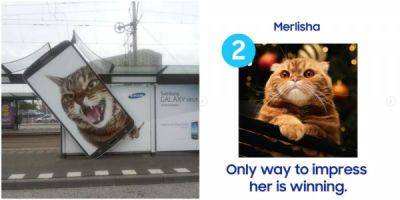 Neo Qled - На странице Samsung россияне вступились за кошечку Мэрлишу, которая побеждает в кастинге - porosenka.net