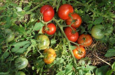 Что сделать, если помидоры лежат на земле: трюк, который защитит их от фитофтороза - lifehelper.one