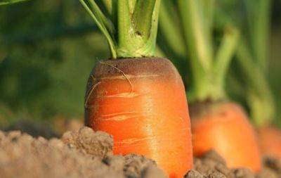 Якщо зеленіє морква на грядці: що робити та чи треба бити на сполох - hochu.ua