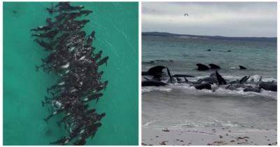 В Австралії приспали понад 40 чорних дельфінів, які повторно викинулися на берег: подробиці - womo.ua - Австралия