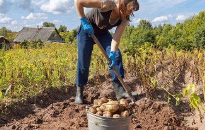 Гаряча пора для копання картоплі: сприятливі дні за місячним календарем - hochu.ua