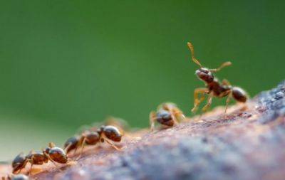 Проста крупа знищить всіх мурах на городі: спосіб без краплі хімії - hochu.ua