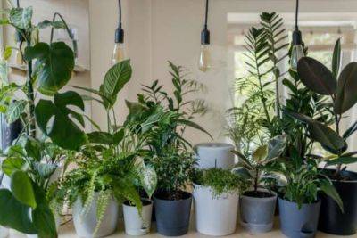 Атмосфера в доме: эти комнатные растения помогут очистить воздух в квартире - chert-poberi.ru - Англия