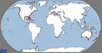 Создана интерактивная карта районов, где нападают акулы - chert-poberi.ru - Россия - Сша - штат Флорида - Австралия