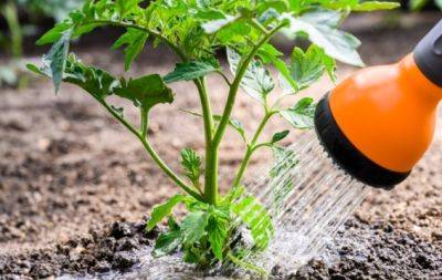 Як не нашкодити томатам та огіркам водою: поради досвідчених городників - hochu.ua