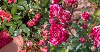 Готовим розы ко второй волне цветения: что нужно делать, чтобы наполнить сад ароматными цветами - cpykami.ru