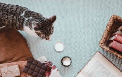 Рослини, продукти та ліки: ветеринари розповіли, чим може отруїтися ваш кіт - hochu.ua