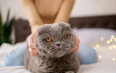 5 важливих "НЕ" для власників котів: розповідаємо, як ви самі шкодите своєму улюбленцю - hochu.ua