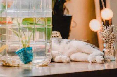 Почему некоторые кошки не пьют воду вообще: рассказывает ветеринар - lublusebya.ru