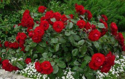 Троянди будуть пишно цвісти все літо завдяки копійчаному аптечному засобу - hochu.ua