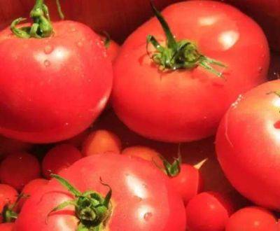 Самые неприхотливые сорта томатов - lublusebya.ru