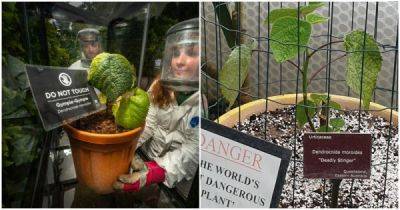 Житель Великобритании решил вырастить самое опасное в мире растение у себя дома, но власти… - porosenka.net - Австралия - Англия