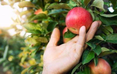 Чому 1 серпня не можна їсти яблука: яке сьогодні свято - hochu.ua