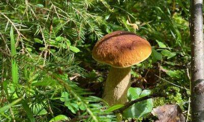 Чистить в тот же день: 7 правил, которые не дадут отравиться грибами - milayaya.ru