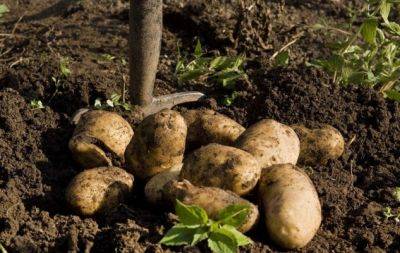 Копати картоплю теж треба вміти! 2 моменти, які постійно упускають недосвідчені дачники - hochu.ua