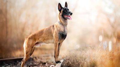 10 пород охранных собак, которые поразят вас своими уникальными качествами - mur.tv