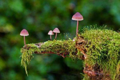 Какие лесные грибы съедобны? - lifehelper.one - Московская обл.