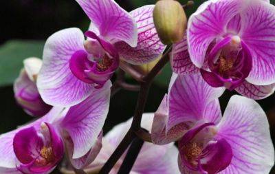 Як поливати орхідеї: правильний спосіб, щоб квіти не хворіли - hochu.ua
