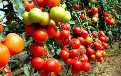 Чим підживити томати в серпні: плоди будуть солодкими та великими - hochu.ua