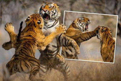 Охота важнее секса: тигрица предъявила претензии тигру из-за неправильных приоритетов - porosenka.net - Индия