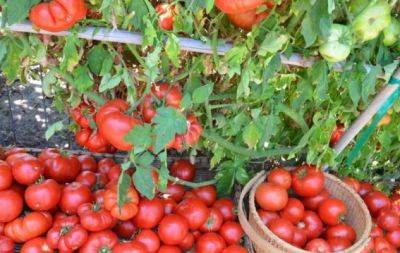 Бюджетний трюк: проста дешева крупа збільшить ваш урожай помідорів в рази - hochu.ua