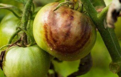 Врятувати врожай: чому помідори чорніють та гниють просто на кущі - hochu.ua