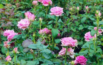 Щоб цвіт вражав до самих холодів: чим підгодувати троянди у серпні - hochu.ua