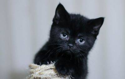 Міжнародний день чорного кота: фото найкрасивіших пухнастиків такої масті - hochu.ua