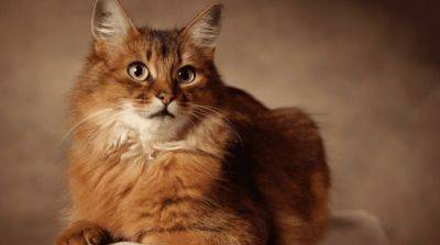 10 пород кошек, которые необходимо знать, и как обеспечить оптимальный уход за ними - mur.tv - Египет - Эфиопия