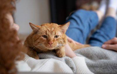 “Котячий масаж”: чому не варто сваритись, коли котик топче вас лапками - hochu.ua