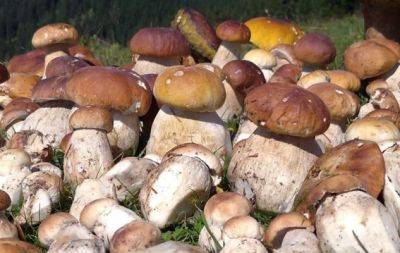 Вишуканий смак буде з вами весь рік: як засушити гриби в домашніх умовах - hochu.ua