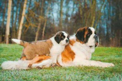 Гордые собаки-родители и их мини-копии - chert-poberi.ru