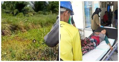 Крокодил утащил женщину в болото и его полтора часа отгоняли палками - porosenka.net - Индонезия