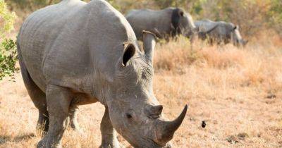 В ЮАР зменшилася кількість браконьєрів на носорогів: причина та деталі - womo.ua - Юар