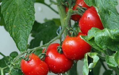 Просте підживлення забезпечить вам королівський врожай: чим полити помідори просто зараз - hochu.ua