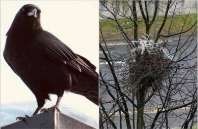 Обхитрили человека: вороны используют противоптичьи шипы, чтобы защитить свои гнезда - porosenka.net - Россия - Бельгия - Голландия - Шотландия