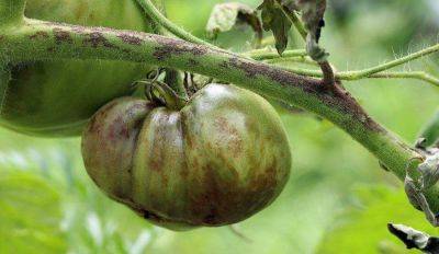 Август - время фомоза: как спасти помидоры от бурой гнили - lifehelper.one