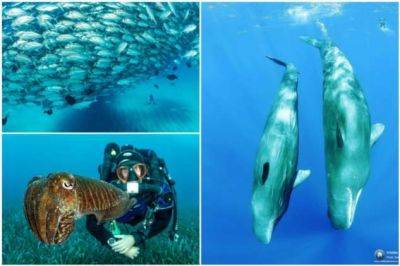 Замечательные подводные снимки Франко Банфи - chert-poberi.ru - Швейцария