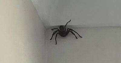 Жительница Австралии обнаружила на потолке гигантского паука - porosenka.net - Австралия