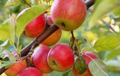 Негайно зробіть це у серпні - і яблуня засипле вас солодкими плодами без гнилі - hochu.ua