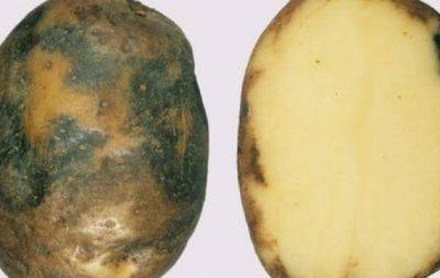 Поширена помилка: чи можна зберігати та їсти заражену картоплю - hochu.ua