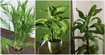7 комнатных растений, которые могут нести опасность для взрослых, детей и питомцев - milayaya.ru