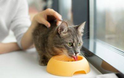 Ваш кіт відмовляється їсти з миски? Ветеринари назвали причину - hochu.ua