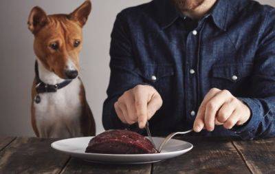Сире чи варене: яке м’ясо принесе собаці більше шкоди, ніж користі - hochu.ua